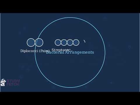 Microorganism – Definition, Types, Importance, Examples - Video