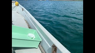 【配信】蟹カゴガチャ引くぞー！
