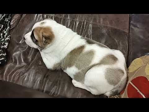 Central Asian shepherd puppy Nazira