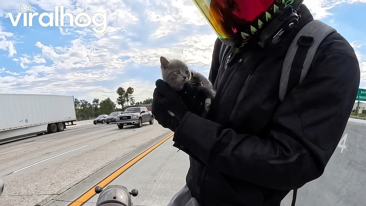 Biker Saves Kitten on Highway || ViralHog