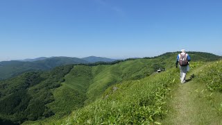 雲月山のササユリ（2025）