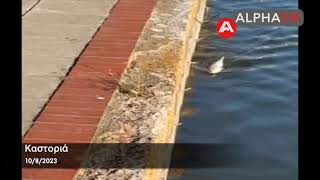 Kastoria: Nerze schwimmen ruhig im See