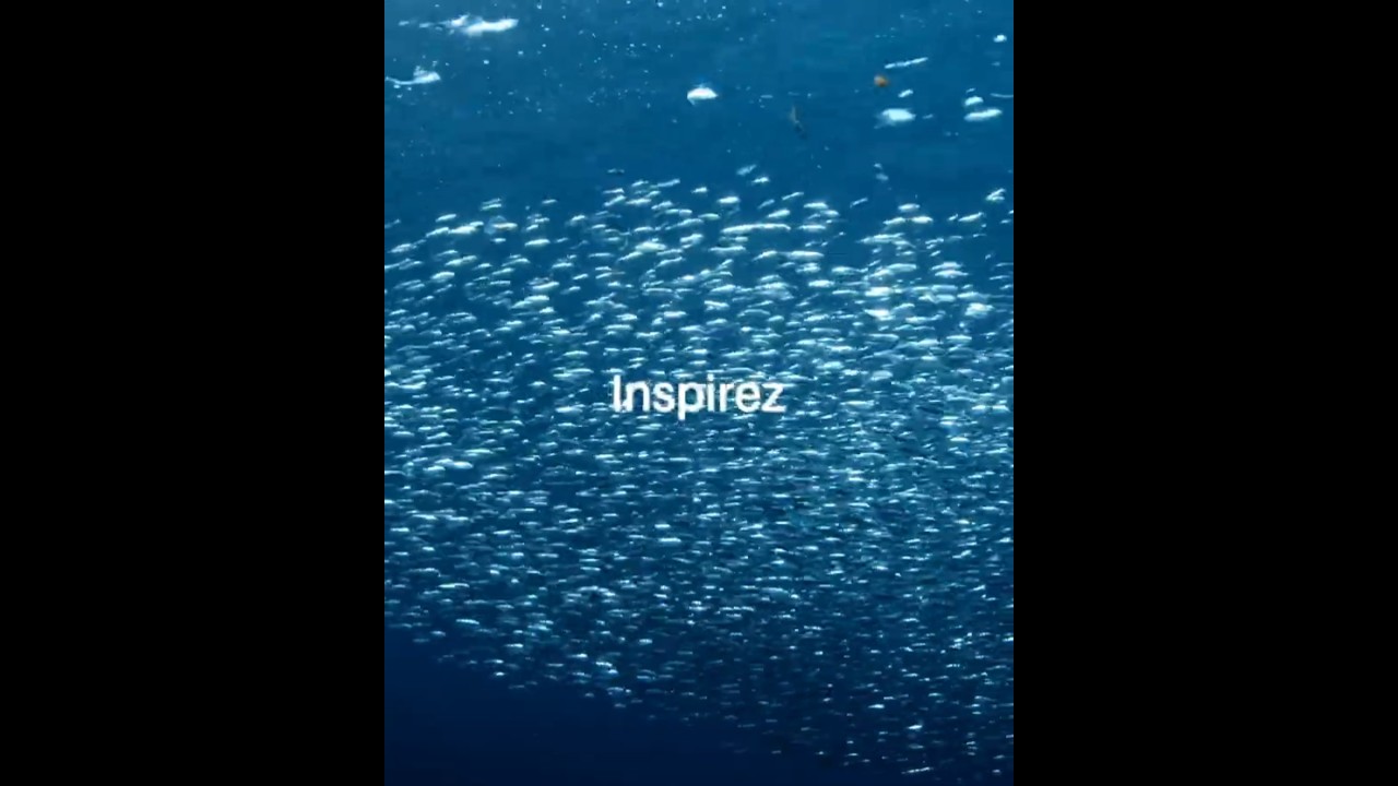 L'océan est indispensable à la vie sur Terre🌊🌍