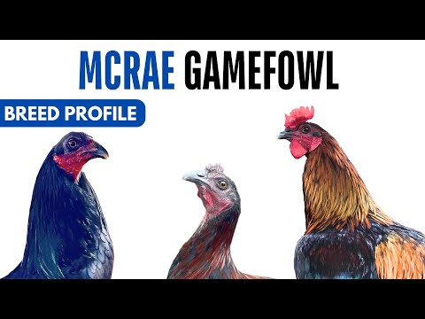 McRae Gamefowl Breed Profile History Health Issues - McRae Gamefowl  Chicken Egg Ratio Lifespan