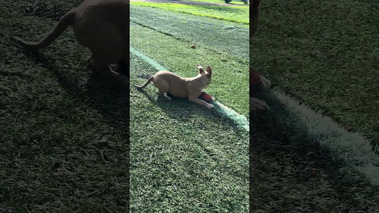 Enlarge Piper, a ADOPTABLE mixed breed in Fort Collins, CO video 6/6