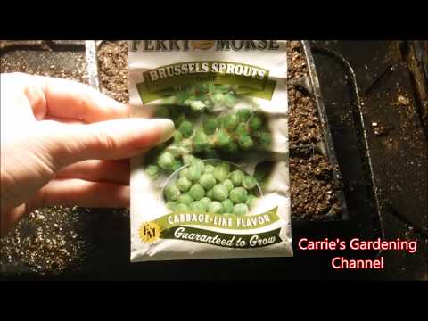 image-What happens when seeds are soaked in water?