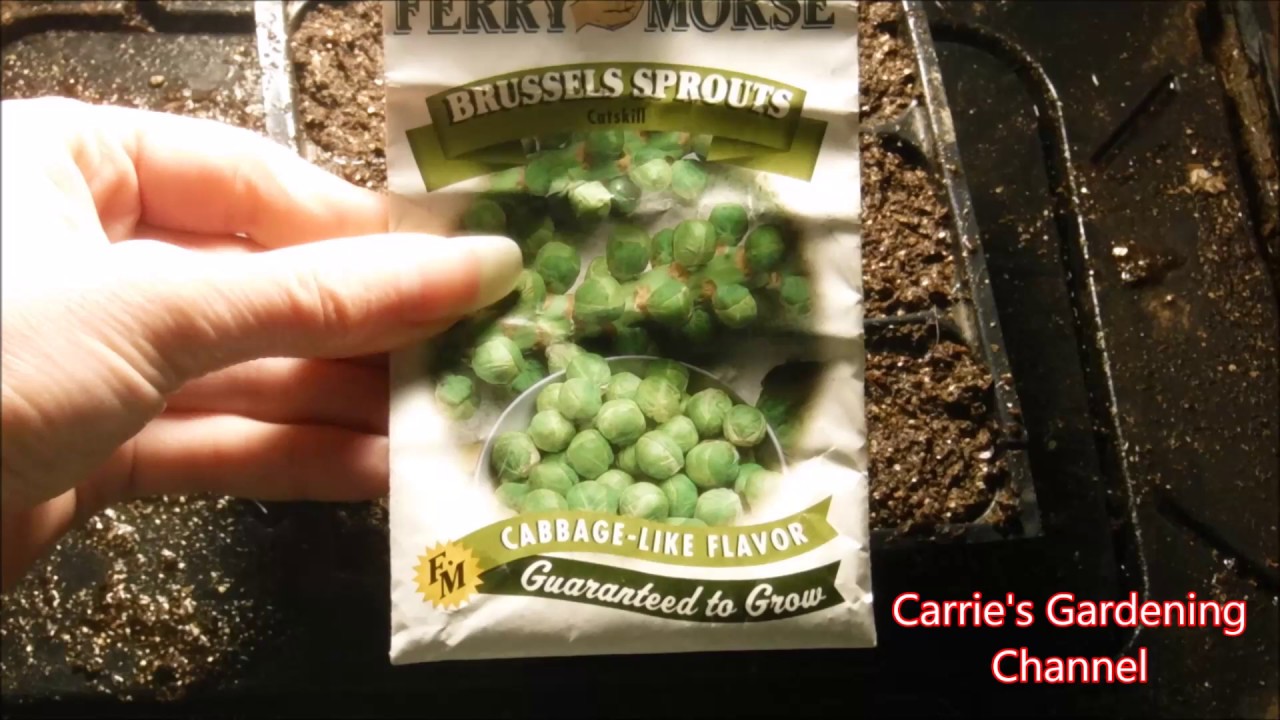 how to grow brussel sprouts from seed, how to start brussel sprouts from seed