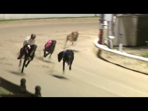 2021 CHAMPION STAKES  - HEAT 2 - T6  NIGHTINGALE DON