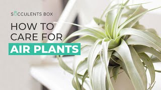 BEST TIPS: HOW TO CARE FOR AIR PLANTS | AIR PLANT CARE GUIDE | TILLANDSIA CARE