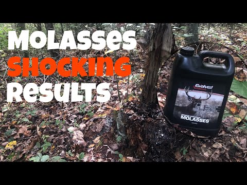 Evolved Habitat Molasses - Review | deer attractant | | licking post |