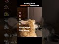 Ranking Best Orange Cats Behaviors