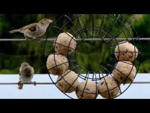 NIGHTINGALE -  beautiful song of the night. Nachtigall - schönes Lied der Nacht.