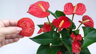🔥👍 Nur 1 Scheibe saftige Tomate lässt alle Pflanzen auf magische Weise wie verrückt blühen!
