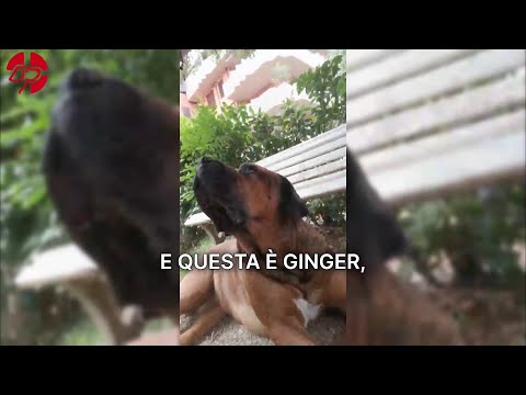 Alimentazione Cane Corso e Tosa Inu