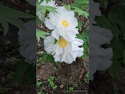 牡丹をどこに植えますか？展示、フロアなど  庭園