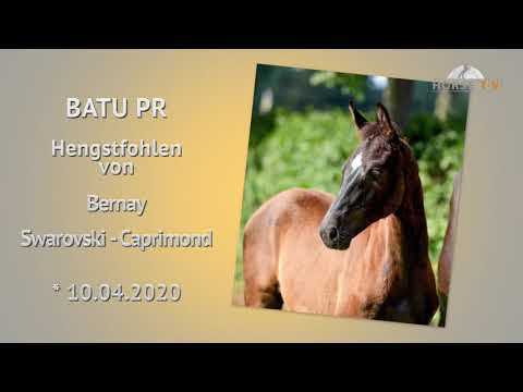 Batu PR - Oldenburger Hengstfohlen v. Bernay in dunkler Jacke