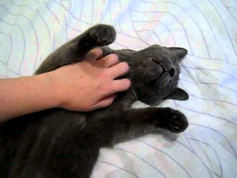 massage for cat.avi