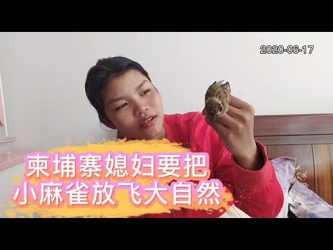 麻雀飛到家裡怎麼辦