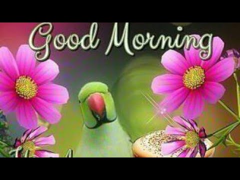 Whatsapp Good Morning Status Video Download Song Love Video