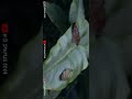 Pehla Nasha Pehla Khumar Romantic Whatsapp Status Full Screen Status