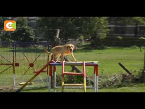 K-9 Unit 'Police Officers'