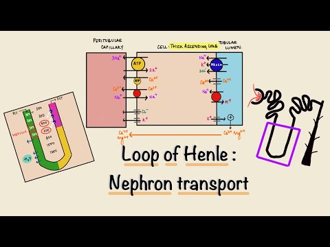 Loop Of Henle | Nephron Transport | Renal Physiology