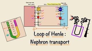 Loop Of Henle | Nephron Transport | Renal Physiology