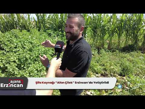 Şifa Kaynağı “Altın Çilek” Erzincan’da Yetiştirildi