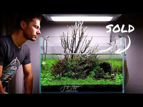 FINAL MAINTENANCE on my 60x50x40cm IAPLC Aquarium