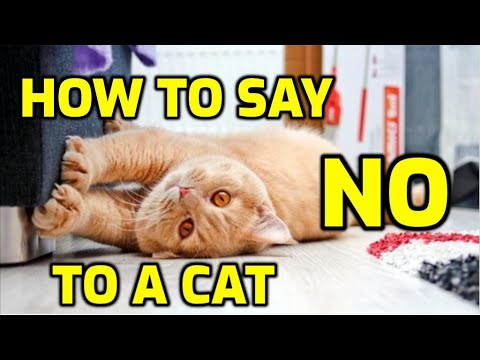 How To Tell A Cat Not To Do Something