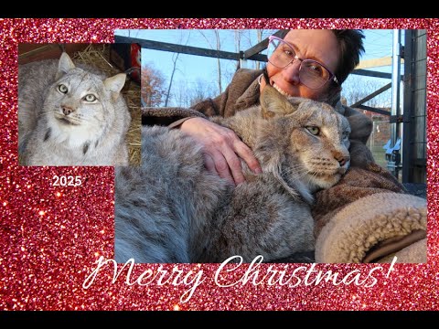 Max Canada Lynx Merry 2025