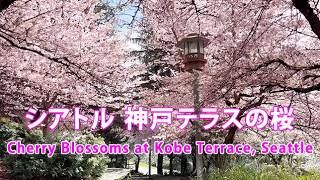シアトル 神戸テラスの桜: Cherry Blossoms at Kobe Terrace, Seattle