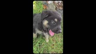 Video preview image #1 Chihuahua-Norwegian Elkhound Mix Puppy For Sale in Virginia Beach, VA, USA