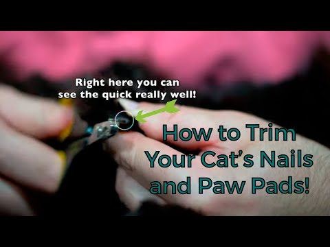 How To Trim A Cat's Nails And Paw Pads (Tips for Keeping Your Cat’s Paws Happy)