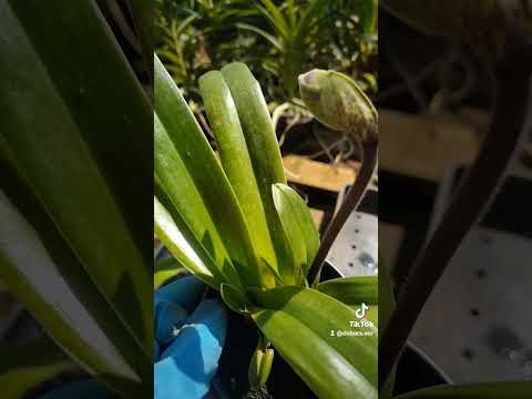 pedido de Helen de Goiás com orquídea sapatinho da flor gigante