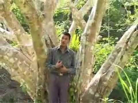 Lalruatfela Pachuau - Ka lo chhar ta (Official)