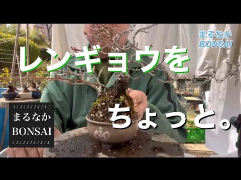 スノーレンギョウ 植物