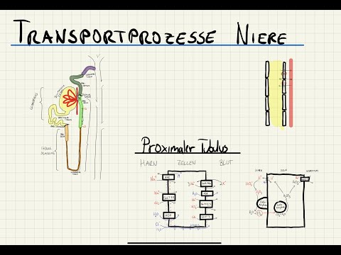 Transportmechanismen in der Niere - Physiologie des Nephrons / Henle Schleife