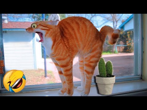 Funny Animal Videos 2024!😂 Funniest Cats and Dogs Videos🥰