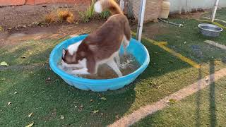 Video preview image #1 Siberian Husky Puppy For Sale in Apple Valley, CA, USA