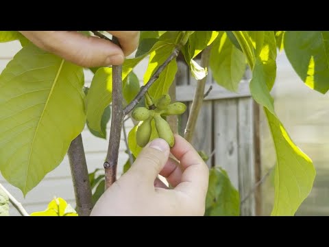 Is This The Most Underrated Cold Hardy Fruit Tree?