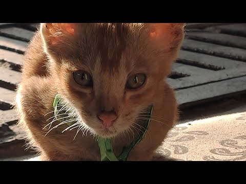 Subscribe for My little kitten 'Meowna' 