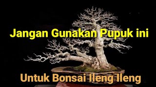 Download lagu Jangan Gunakan Pupuk Ini Untuk Bonsai Ileng Ileng Kamu mp3 Download lagu Jangan Gunakan Pupuk Ini Untuk Bonsai Ileng Ileng Kamu mp3