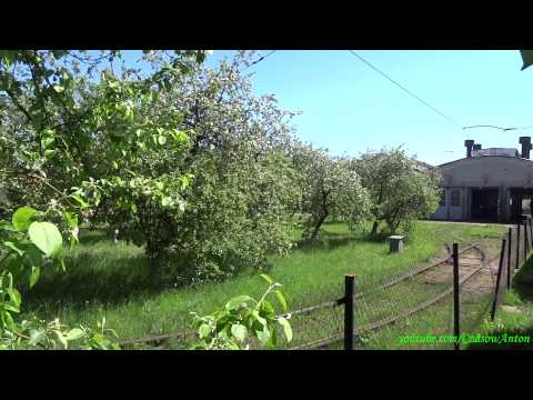 Olej łopianu do włosów i minusy opinii Końcówki włosów masło opinii Planet Organics