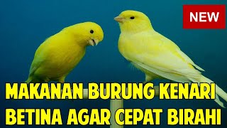 Download lagu Makanan Burung Kenari Betina Agar Cepat Birahi mp3 Download lagu Makanan Burung Kenari Betina Agar Cepat Birahi mp3