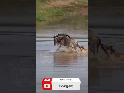 CLIMAX ഞെട്ടിച്ചു 😱😂 Nature Troll Twist #MalayalamTroll #WildlifeShorts #FunnyShorts #Shorts #funny