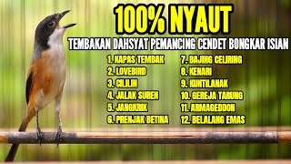 Download lagu BURUNG CENDET GACOR AMPUH BUAT MASTERAN CENDET SUSAH BUNYI DIJAMIN LANGSUNG NYAUT mp3