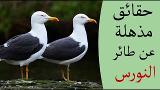 حقائق غريبة ستسمعها لأول مره عن طائر النورس ! حقائق غريبة ستسمعها لأول مره عن طائر النورس !