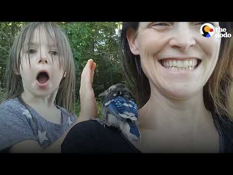 Family Rescues A Baby Blue Jay | The Dodo Little But Fierce