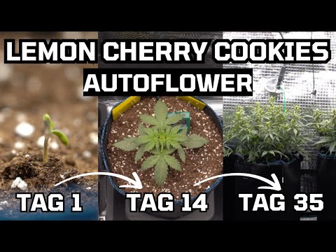 How I grow cannabis plants – Training Autoflower - Lemon Cherry Cookies Auto Fastbuds